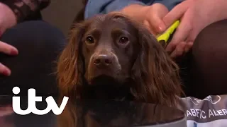 This Time Next Year | Millie's Dream of Independence Rests on Her Dog | ITV