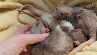 a pile of goofy and silly rats