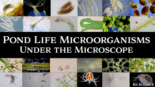 Microscopic Organisms in a Drop of Pond Water - Complete Collection