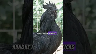 Ayam Cemani: Las Gallinas Más Raras del Mundo 🐓✨ #shorts