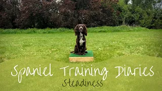 Gundog Training - Steadiness/Sit Stay With Distractions