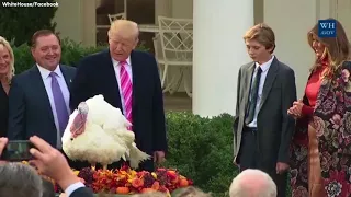 Watch President Trump pardon the 2017 National Thanksgiving Turkey