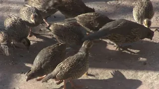 From Hatchling To Adulthood Full California Wild Quail Documentary From Spring Valley California USA
