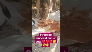street cat so cute baby and innocent ❤️❤️❤️😘😘😘