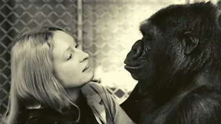 Kalbanti gorila Koko - Perdavusi žinutę visai žmonijai