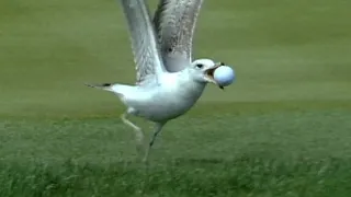 Seagull steals ball on No. 17 at THE PLAYERS in 1998