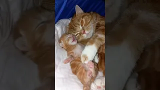 колыбельная от мамы кошки! / cat sings a lullaby