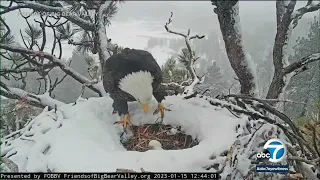 Big Bear bald eagle eggs unlikely to hatch, experts say