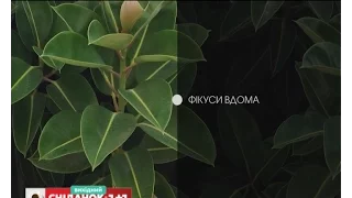 Як доглядати за фікусом в домашніх умовах – Садівництво для чайників