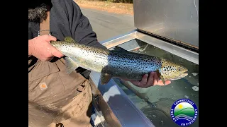 Fishing Tips for Connecticut “Atlantic Salmon Management Areas”