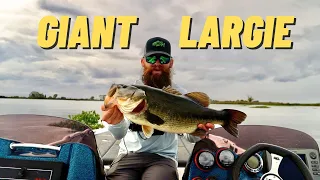 Chasing Striped Bass Turns into a MONSTER LARGEMOUTH Surprise!