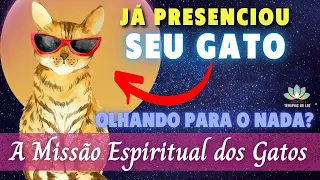 MISSÃO DOS GATOS NA TERRA