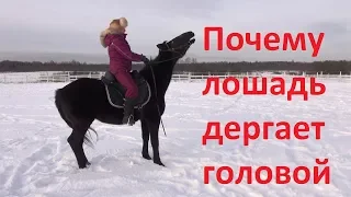 Почему лошадь дёргает головой