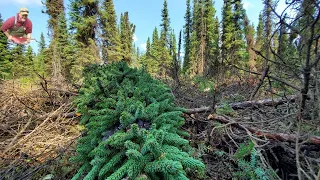 The last BIG day of felling trees! #SeaninAlaska #kiltinAlaska