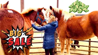 HUGE DRAFT HORSE AUCTON with over 650 horses!