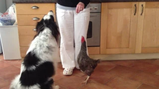 Dog and chicken...Best of Pals !