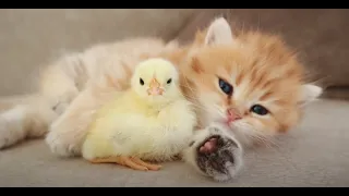 Kitten and tiny chicken friendship - Kitten sleeps sweetly with the Chicken