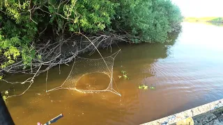 В поисках хищника. Вода совсем ушла. Что будет дальше?