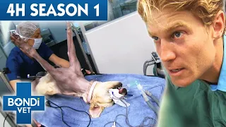 4 Hours of Full Episodes - Bondi Vet Complete Season 1 |  Bondi Vet