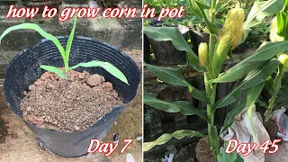 I tried growing corn in a small pot and the results were amazing