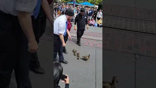 Disneyland's Magic Happens parade gets stopped by ducks.