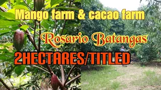 Mango farm and cacao farm for sale,rosario batangas,2has,titled