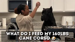 What I Feed My 160lbs Cane Corso 🐶