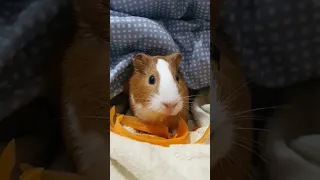 Guineapig Pudding Mukbang