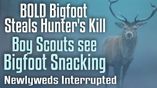 Bold Bigfoot Steals Hunter's Kill - Boy Scouts See Bigfoot Snacking on a Deer - Newlyweds Interrupt