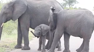 Cute Elephant Discovers Trunk