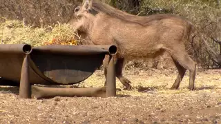 bowhunting pig with heart shot