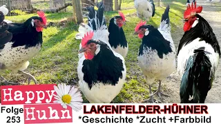 Lakenfelder-Hühner im Rasseportrait bei Happy Huhn E253 - Zucht und Geschichte! Lakenvelder chickens