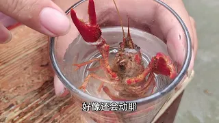 烈酒大战小龙虾，小龙虾吐出大量“寄生虫”，一起来分个胜负