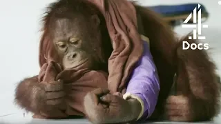 Cute Orangutans End Up In a Tree Accident  | Orangutan Jungle School