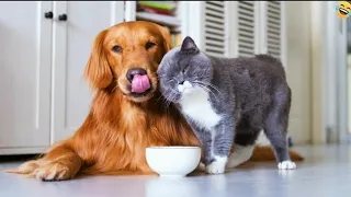 Funny ANIMALS videos😊 Funniest CATS🐱 and DOGS🐶 2024 funny cats and dogs compilation