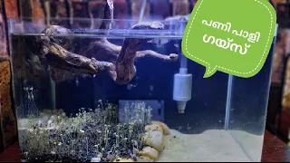 Low Tech Planted Tank setup in Malayalam|Planted Aquarium setting| MY tech# #aquarium#plant#fish