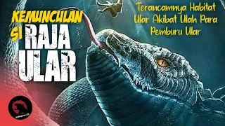 HABITATNYA DIGANGGU, RAJA ULAR MENGAMUK | Alur Cerita Film