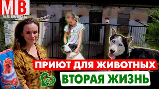 Шымкент. Приют для бездомных животных "Вторая жизнь" #Шымкент #втораяжизнь #собаки