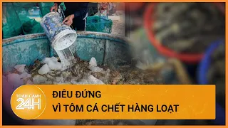 Hàng chục tấn tôm hùm sắp xuất bán bỗng lăn ra chết, người nuôi điêu đứng | Toàn cảnh 24h