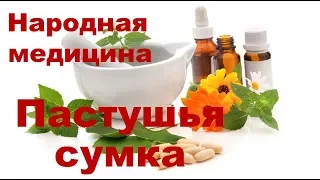 Пастушья сумка. Рецепты. Польза и противопоказания