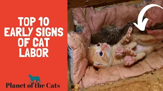 Top 10 Signs Your Cat is in LABOR