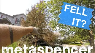 Felling a Dead Pine - Solo Tree Removal