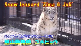 小さな子供が気になるユーリです（旭山動物園　ユキヒョウのジーマとユーリ）~ Snow leopard "Juli" is worried about small children ~