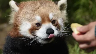 レッサーパンダ イチゴのりんごタイム／野毛山動物園
