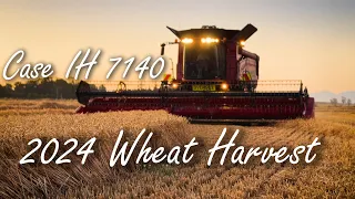 2024 Wheat Harvest with Case IH 7140 harvester at Ashburton, NZ