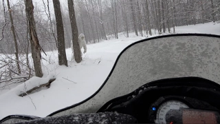 SNOWMOBILER'S SHOCKING YETI ENCOUNTER CAUGHT ON TAPE