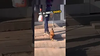 Stray puppy looks for love on the street 🥺❤️ #shorts