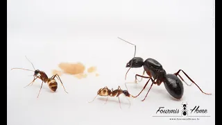 Camponotus fellah FOURMISHOME