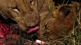 WildEarth - Sunrise Safari - 25 May 2020