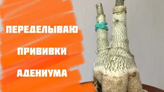 Адениум. Довожу до ума прививки)